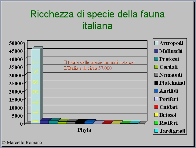 Galleria di alcuni Insetti determinati presenti sul Forum